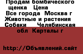 Продам бомбического щенка › Цена ­ 30 000 - Все города, Москва г. Животные и растения » Собаки   . Челябинская обл.,Карталы г.